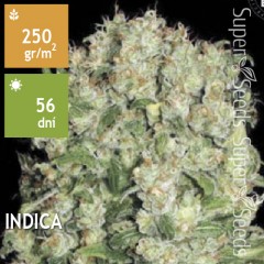 White Prussian Feminised 10ks