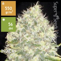 White Widow Feminised 10ks