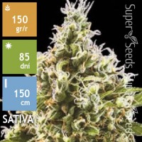 Auto Amnesia Haze Feminised 5ks