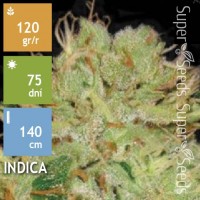 Auto Bigger Bud Feminised 10ks