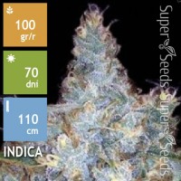 Auto Blueberry Berry Feminised 100ks