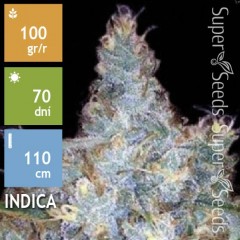 Auto Blueberry Berry Feminised 100ks