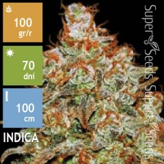 Auto Bubblegum Extra Feminised 10ks