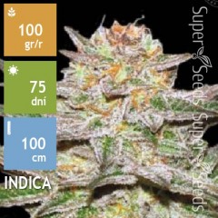 Auto Caramel King Feminised 10ks
