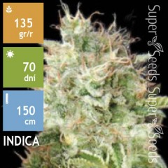 Auto Cheese Feminised 10ks