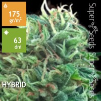 Green Scout Cookies Feminised 1000ks