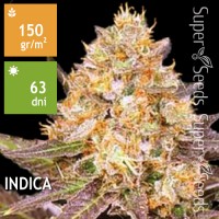 Lavender Best Feminised 1000ks