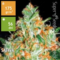 Original Orange Bud Feminised 5ks