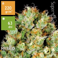 Sour Diesel Feminised 1000ks