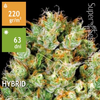 Sour Diesel Feminised 5ks