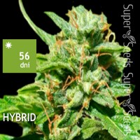 Amnesia Haze Feminised 5ks