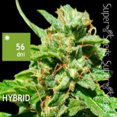 Amnesia Haze Feminised 5ks