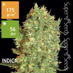 Marley`s Bud Feminised 5ks