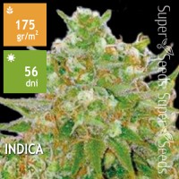 Master Kush Grand Feminised 5ks