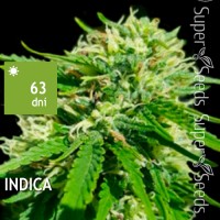 Amnesia Platinum Feminised 5ks