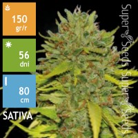 Ananas Funk Feminised 100ks