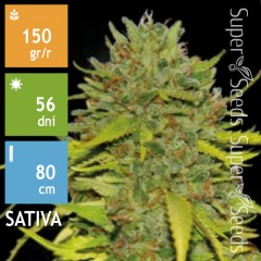 Ananas Funk Feminised 100ks