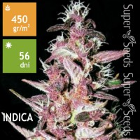 Purple Glam Kush Feminised 100ks