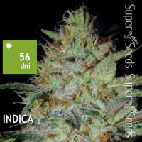 Sensible Star Feminised 1000ks