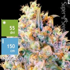 Bigger Bud Feminised 100ks