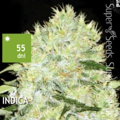 Bubblegum Extra Feminised 10ks