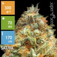 Auto Original Orange Bud Feminised 100ks