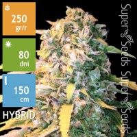 Auto White Widow Feminised 10ks