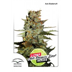 Auto Blueberry Feminised 1ks