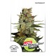 Auto Blueberry Feminised 1ks