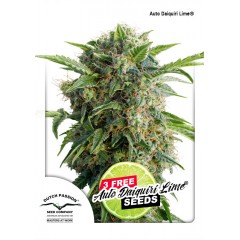 Auto Daiquiri Lime Feminised 1ks