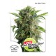 Auto Daiquiri Lime Feminised 1ks