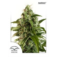 Auto Euforia Feminised 7ks