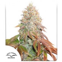 Auto Banana Blaze Feminised 7ks