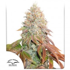 Auto Banana Blaze Feminised 7ks