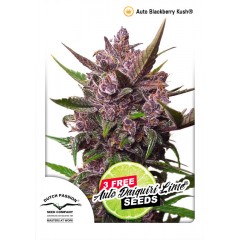 Auto Blackberry Kush Feminised 1ks
