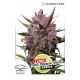Auto Blackberry Kush Feminised 1ks