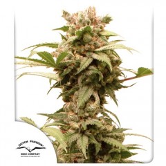 Auto CBG-Force Feminised 1ks