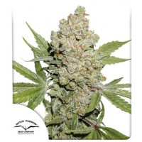 Auto Lemon Kix Feminised 1ks