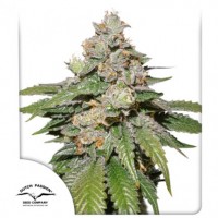 Auto Mokum's Tulip Feminised 1ks
