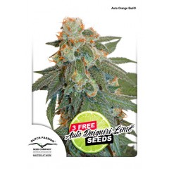 Auto Euforia Feminised 7ks