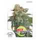 Auto Euforia Feminised 7ks