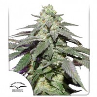 Auto Skywalker Haze Feminised 7ks