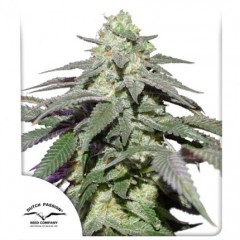 Auto Skywalker Haze Feminised 7ks