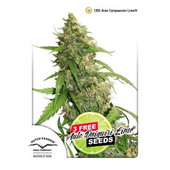 CBD Auto Compassion Lime Feminised 7ks
