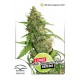 CBD Auto Compassion Lime Feminised 7ks