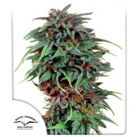 Durban Poison Feminised 10ks