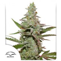 Amsterdam Amnesia Feminised 1ks