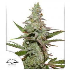 Amsterdam Amnesia Feminised 1ks