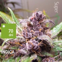 Auto Blackberry Kush Feminised 1ks