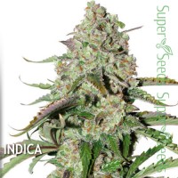 Auto Colorado Cookies Feminised 7ks